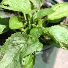 Septoria leaf spot - Rudbeckia