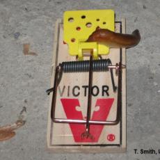 This is no way to trap a slug