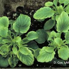 Soluble salt injury on pansies