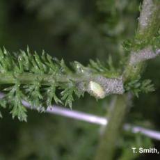 Spittlebug nymph on yarrow (Achillea)