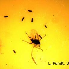 Springtails vs Aphids