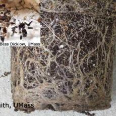 Calibrachoa - Black rot (Thielaviopsis) 