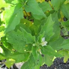 Three-lined potato beetle damage on Chinese lantern