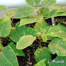 Thrips damage - Poinsettia