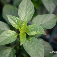 Thrips – Western flower thrips injury on pepper