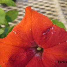 Thrips feeding damage on petunia blossom