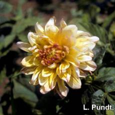 Thrips damage – Dahlia flower and foliage