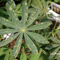 Western Flower Thrips Damage to Lupine