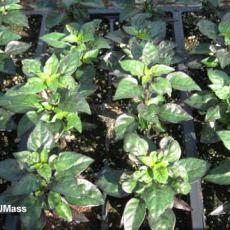 Thrips Damage on Ornamental Peppers