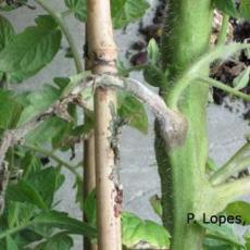 Bacterial canker on greenhouse tomato