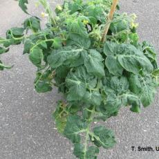Tomato plant - Intumescence