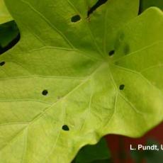 Golden tortoise beetle – feeding injury on Ipomoea