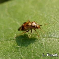 Tarnished Plant Bug