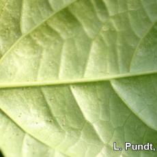 Two spotted spider mite - Thunbergia