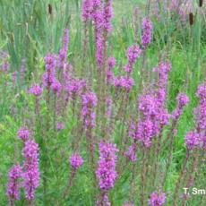 Invasive Plant - Purple Loosestrife