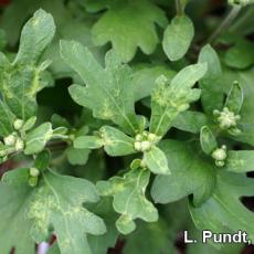 Western flower thrips – Chrysanthemums