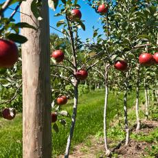 Apple trees at Cold Spring Orchards