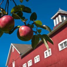 Barn at Cold Spring Orchards