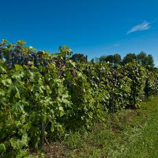 Grape vines at Cold Spring Orchards