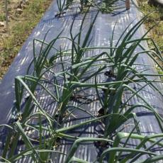 Onion variety trials