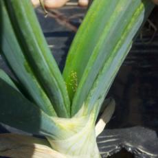 Thrips on Onion