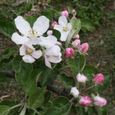 Apple blossom at Cold Spring Orchard