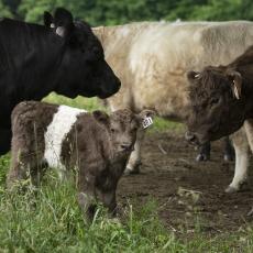 Belted Galloway calf, South Deerfield Crop and Animal Farm, 2019