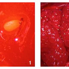 SWD egg (strawberry) and larvae (raspberry) from Wisconsin