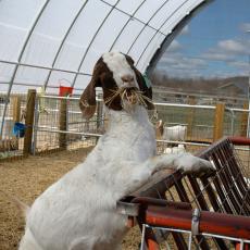 Goat eating hay at the Hadley Farm