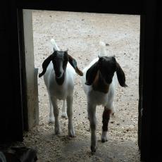 Two goats at the Hadley Farm