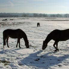 Horses foraging in winter at the Hadley Farm