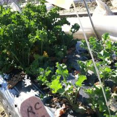 Timing Planting for Overwintered Brassica Production in Low Tunnels 