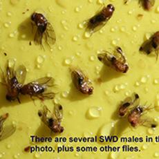 SWD on yellow sticky card (Photo: A. Eaton, UNH)