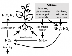 The Nitrogen Cycle