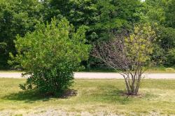 Emerald ash borer infesting white fringetree (on the right) in Ohio while leaving the white fringetree on the left virtually untouched. Photo: Dr. Don Cipollini, Wright State University.