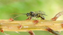 Exenterus amictorius, introduced species of ichneumon wasp parasitoid of the redheaded pine sawfly seen in the Montague Sandplains, MA in August of 2024. Photo courtesy of Paul Sievert, emeritus UMass, Amherst.