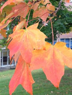 The brilliant gold-orange color of the Sugar Maple –  an excellent example of Autumn color change.  (R.Harper, Oct 2012)