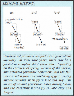 seasonal history