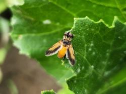 A fly with gold coloration on the abdomen and front margin of wings