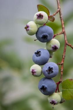 Compact blueberries on bush