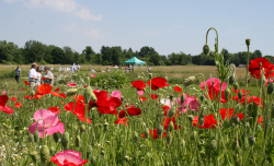 ALC Apiary viewed from adjacent Mass State Grange pollinator garden