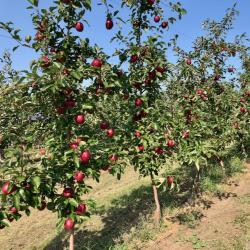 Modi apples on trees