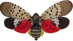 Spotted lanternfly adult