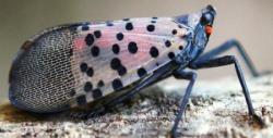 Spotted Lanternfly