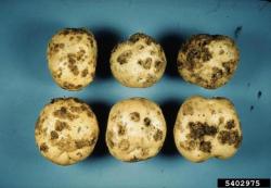 Patchy lesions covering potato tubers. 