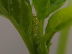 Green peach aphids from the side