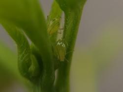 Green peach aphid from above