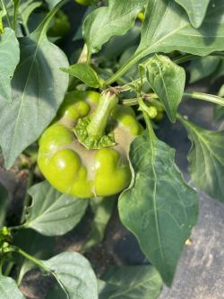 A malformed pepper fruit with russetting.