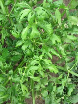 Celery leaves exhibiting distinct curling