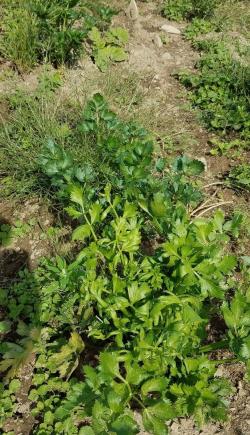 Celery with curled leaves and twisted petioles. 